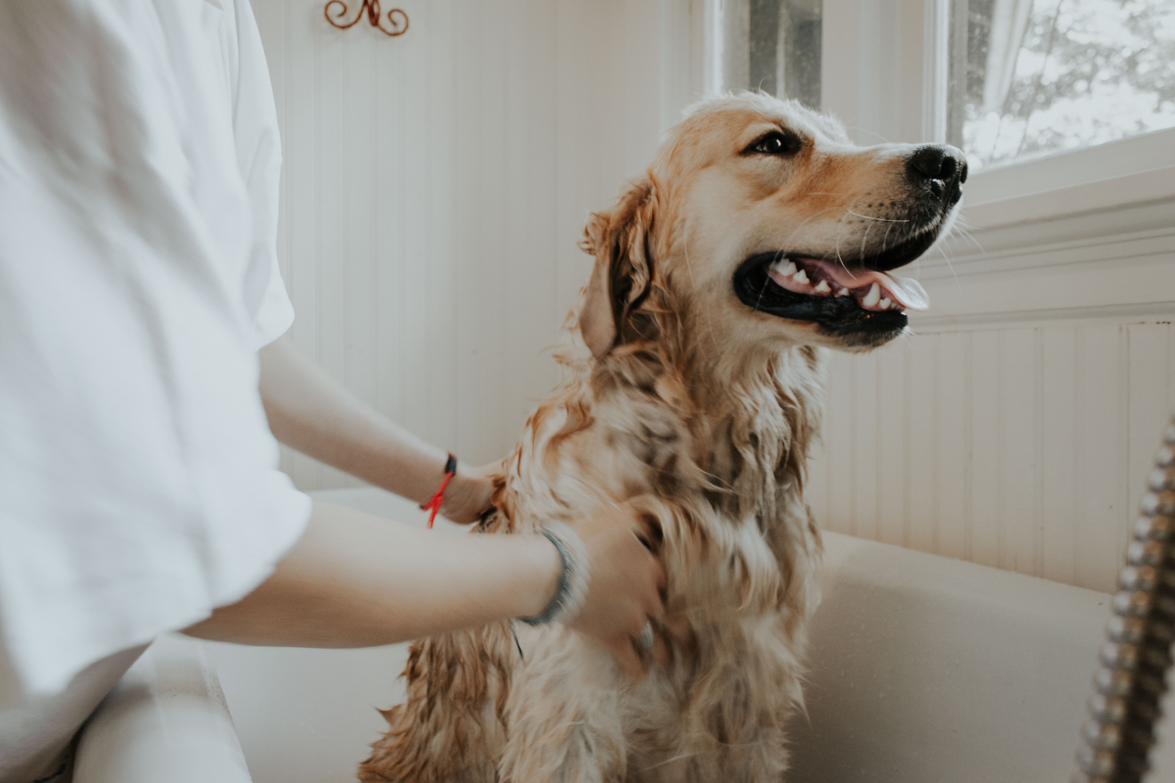 Dog in bath