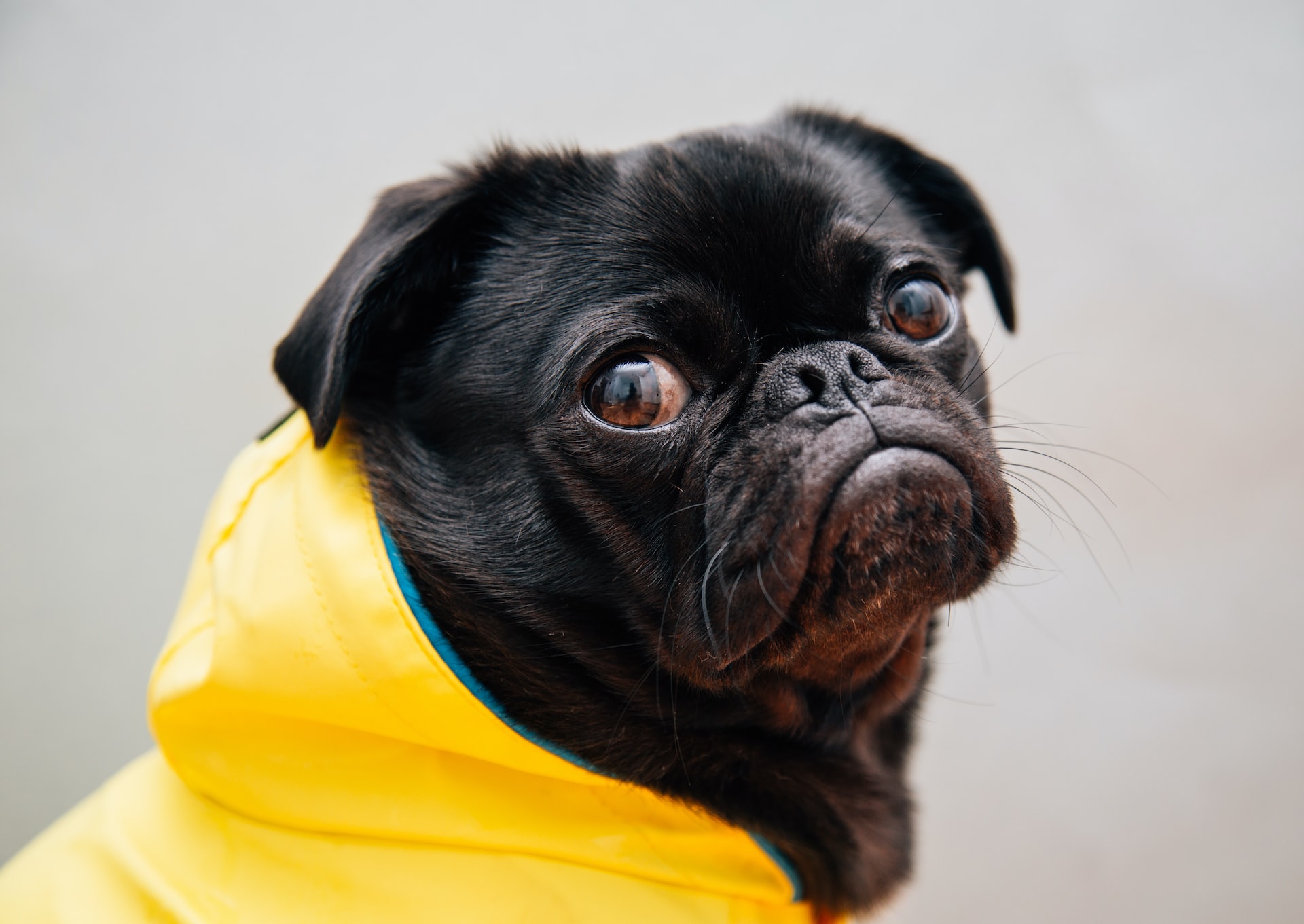 Dog in a raincoat