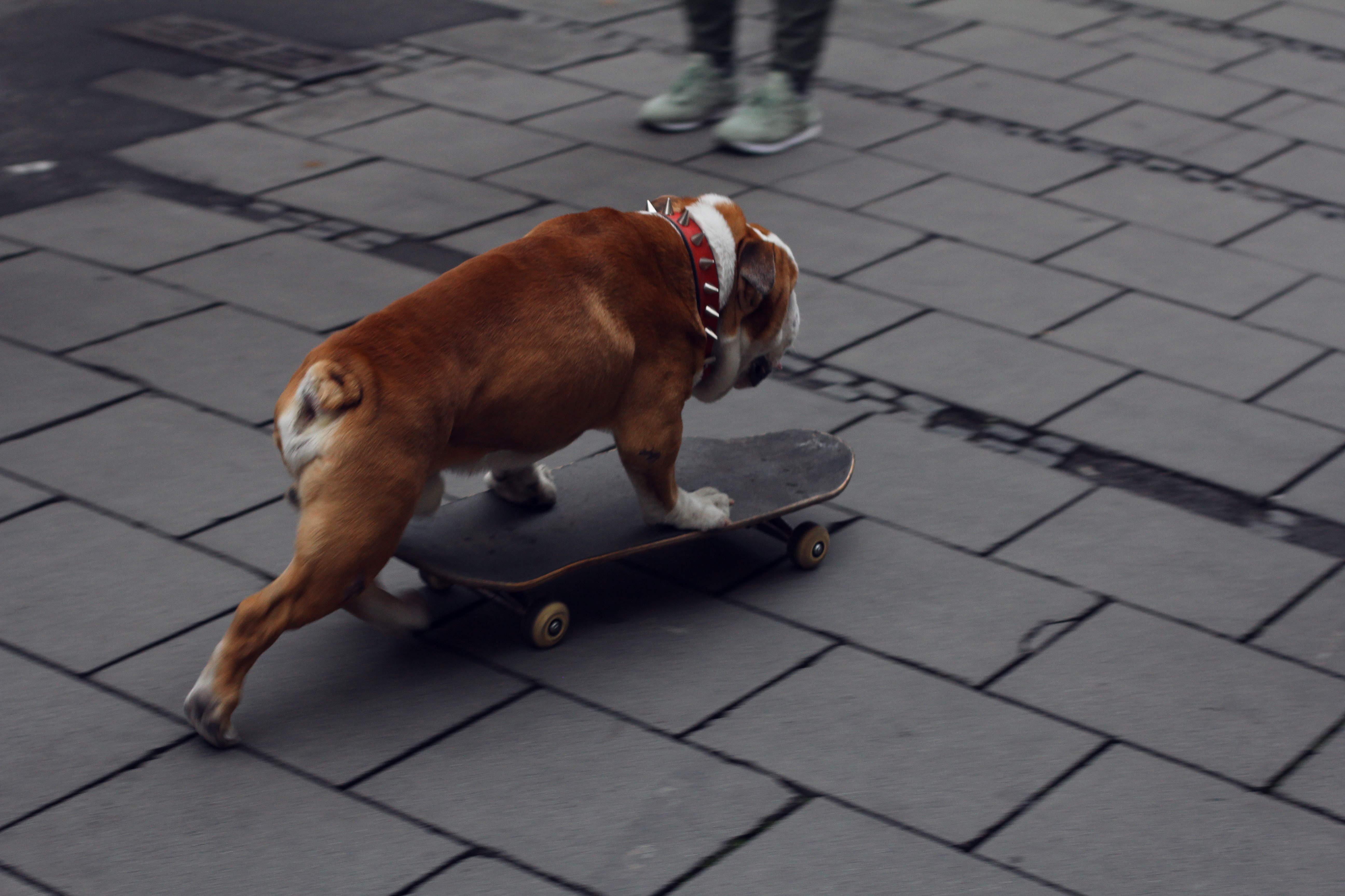 Dog on a board