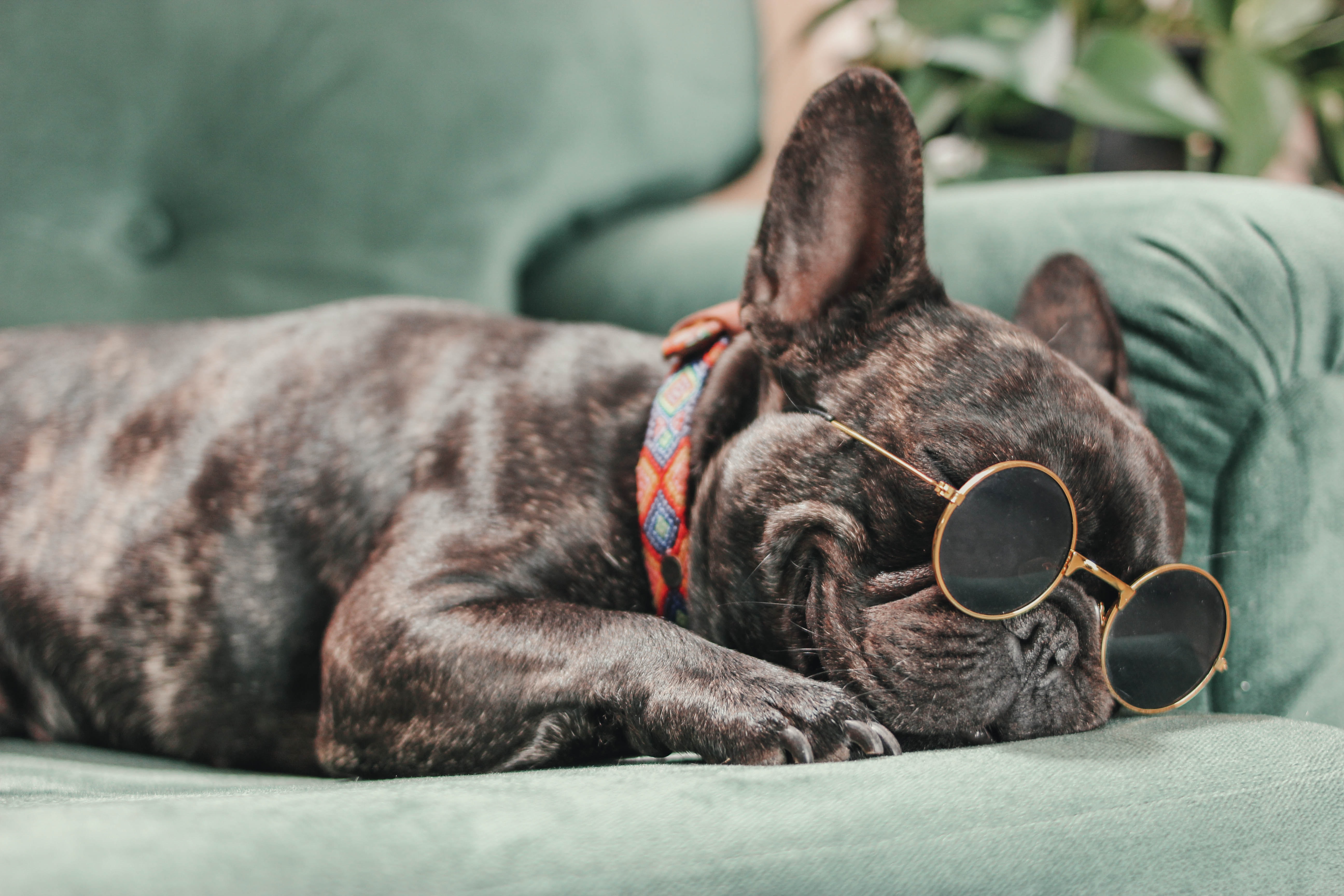 Dog in glasses