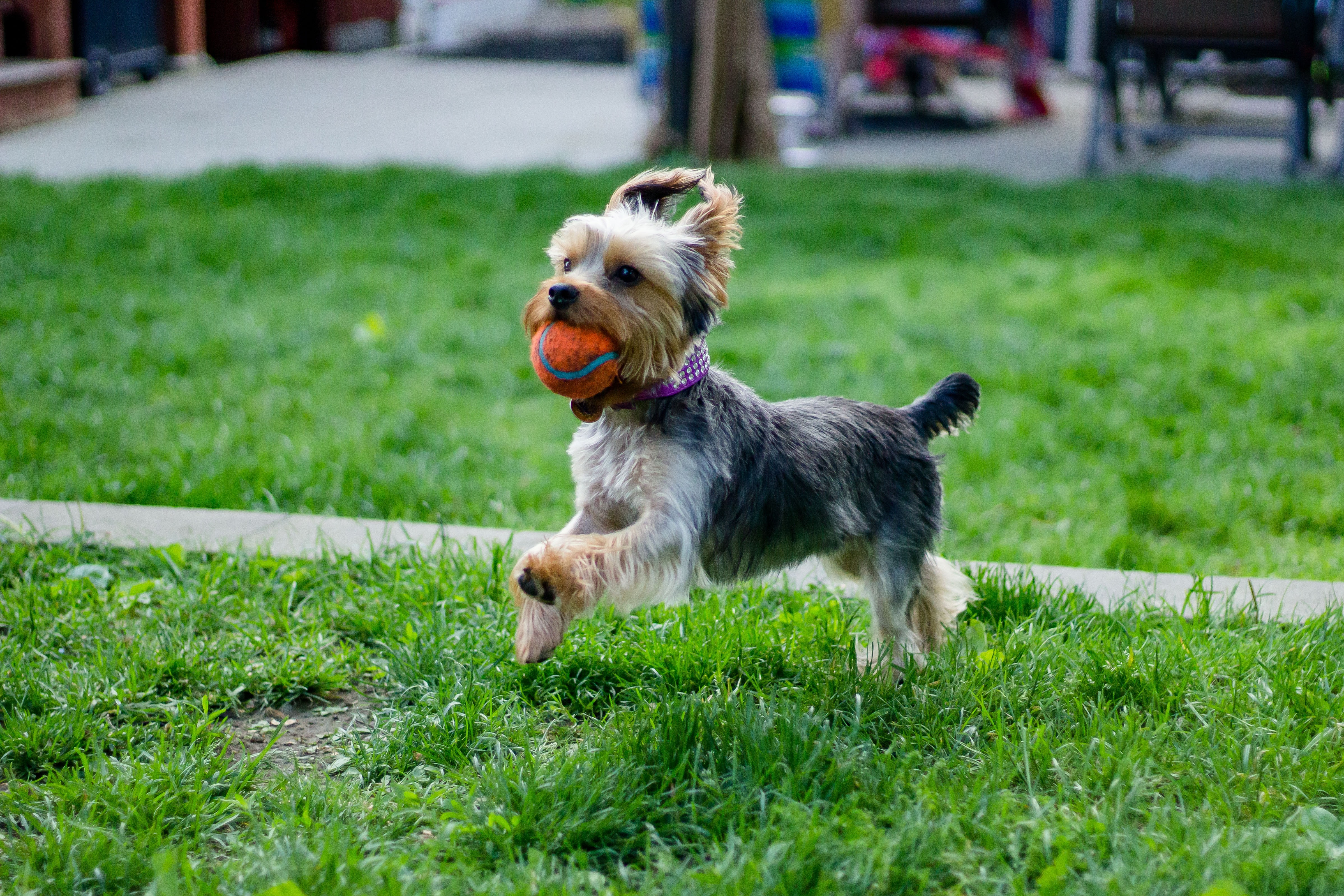 A playing dog