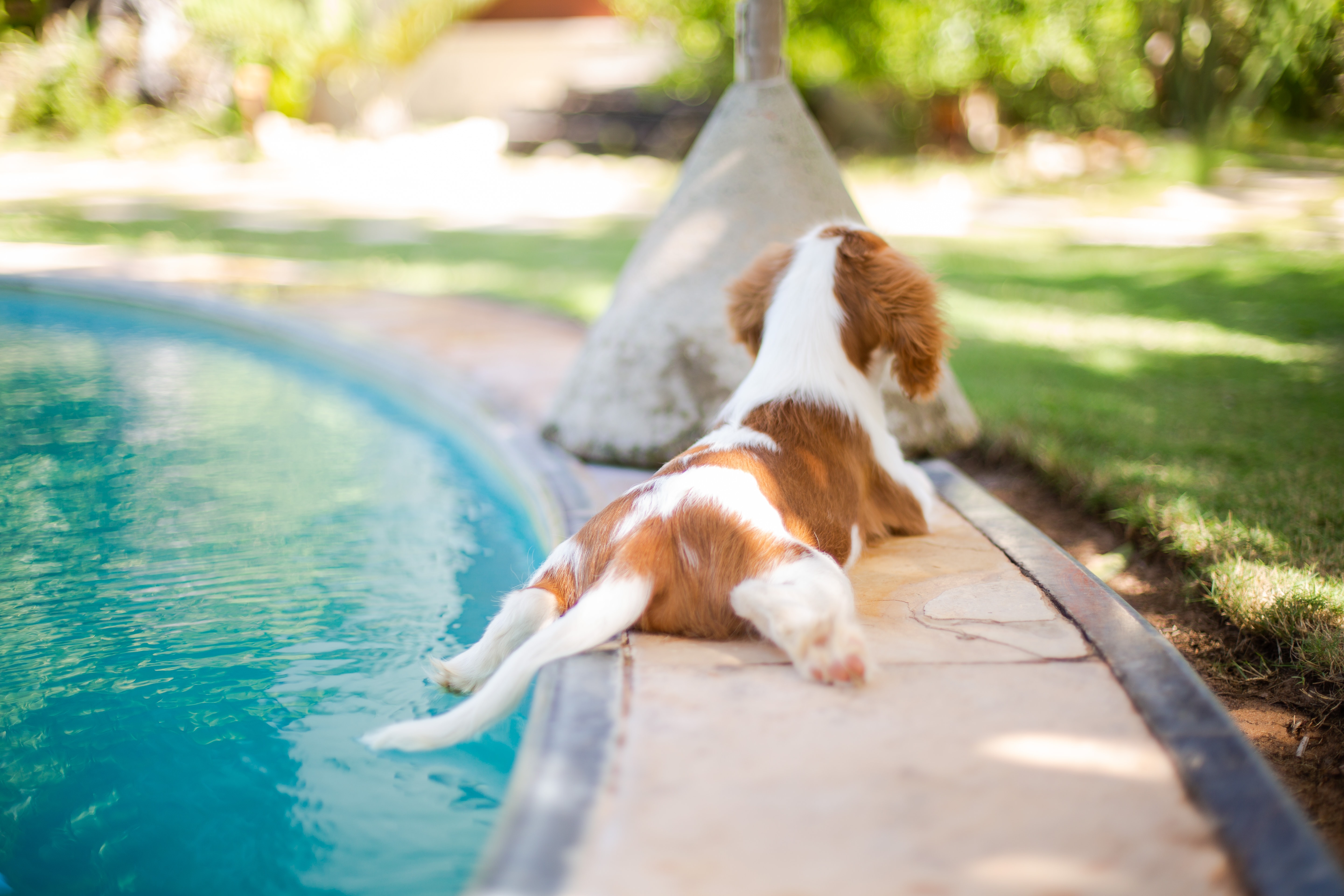 Dog by the pool